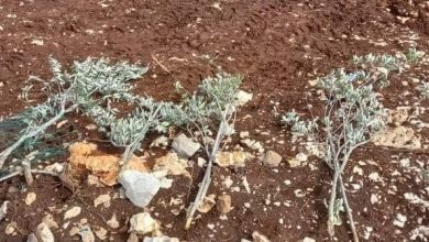 Photo of مستوطنون يقتلعون أشتال زيتون جنوب بيت لحم