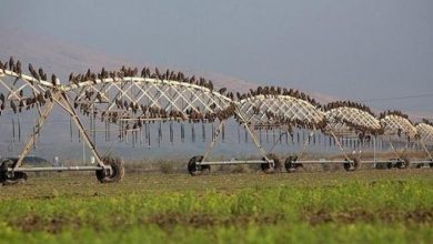 Photo of هجمات سيبرانية تعطل خدمات البريد والري في البلاد