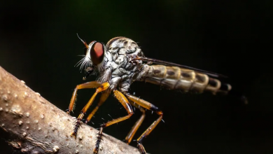 Photo of كشف تفاصيل مثيرة عن تجارب لـ”البنتاغون” الأمريكي على البعوض