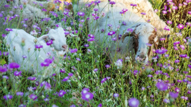 Photo of حالة الطقس: انخفاض في درجات الحرارة وأمطار في الصباح