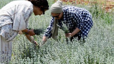 Photo of طهاة بارزون يستكشفون أطباقًا فلسطينيةً ويسعون لترويجها