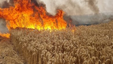Photo of مستوطنون يحرقون 6 دونمات زراعية في ترمسعيا شمالي رام الله