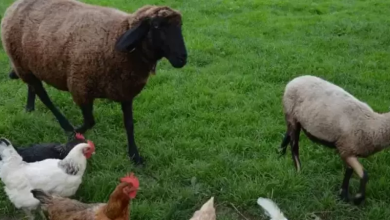 Photo of شاهد: فتوى مصرية تفجر جدلًا بشأن الأضحية بـ “الدجاج” وأنواع الطيور