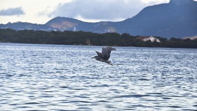 Photo of حالة الطقس: غائم جزئيا إلى صاف