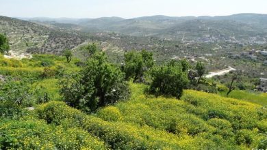 Photo of حالة الطقس: انخفاض طفيف في درجات الحرارة