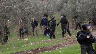 Photo of مستوطنون يتلفون محاصيل زراعية ويرعَون ماشيتهم في الخليل