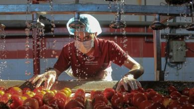Photo of رغم الحصار الإسرائيلي المتواصل: صناعة الصلصة ضمن موسم “عصر البندورة” في قطاع غزة