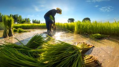 Photo of المحاصيل تتناقص من أميركا إلى الصين: تحذير من أزمة غذاء عالمية