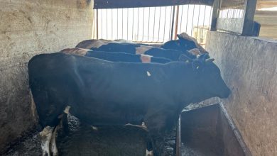 Photo of مشروع الأضاحي في الناصرة: توزيع لحوم الأضاحي على أكثر من 1300 أسرة متعففة