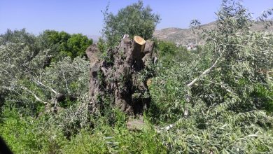 Photo of مستوطنون يقتلعون عشرات أشجار الزيتون شرق بيت لحم