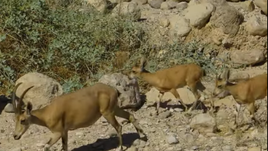 Photo of حالة الطقس: غائم جزئيا