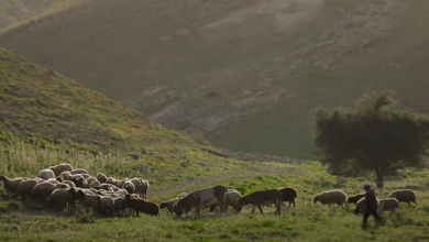Photo of حالة الطقس: أجواء صيفية معتدلة