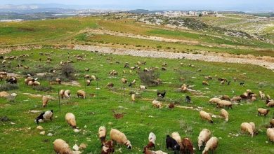 Photo of ماشية الاحتلال ترسم حدود المستوطنات بالخليل