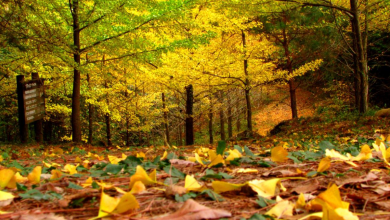 Photo of توقعات دائرة الأرصاد الجوية لدرجات الحرارة في البلاد