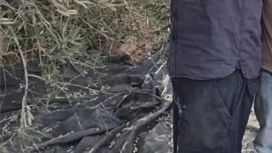 Photo of استشهاد شاب برصاص مستوطنين في بلدة الساوية أثناء موسم قطف الزيتون