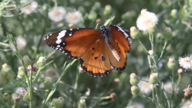 Photo of حالة الطقس: غائم جزئيا إلى صاف