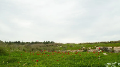 Photo of حالة الطقس: أمطار متفرقة على فترات