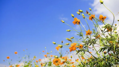 Photo of خلال النهار… يكون الجو غائماً جزئياً ومعتدلاً ودافئاً نسبياً إلى دافئ