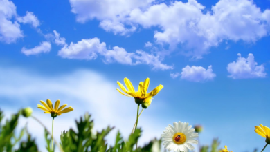 Photo of جو دافئ في ساعات النهار