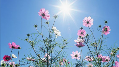 Photo of حالة الطقس: أجواء صيفية معتدلة