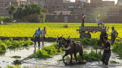 Photo of أقدم البلاد زراعة.. المصريون يودعون زمن الخضر والفواكه الرخيصة