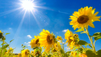 Photo of جو حار وصيفي خلال النهار.. وانخفاض على درجات الحرارة غدًا السبت