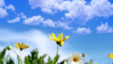 Photo of جو معتدل وغائم إلى غائم جزئي