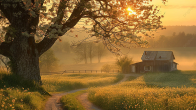 Photo of جو صيفي وحار