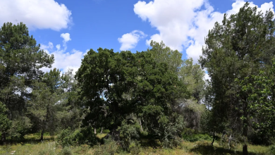 Photo of حالة الطقس: غائم جزئيا وانخفاض في درجات الحرارة