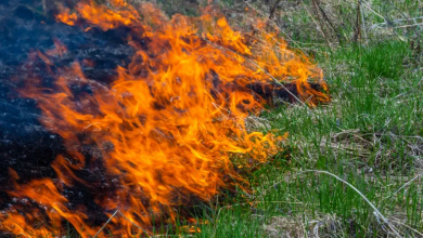 Photo of الأستراليون أداروا الحرائق لخدمة الزراعة منذ 11 ألف سنة.. والاستعمار الأوروبي أوقفها