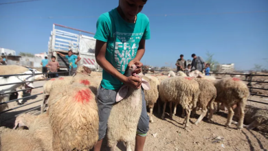 Photo of حكومة غزة: الاحتلال يحرم شعبنا من العيد بمنع إدخال الأضاحي