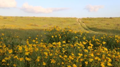 Photo of حالة الطقس: أجواء شديدة الحرارة