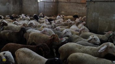 Photo of للسنة الـ 23 على التوالي: زكاة الناصرة تنجز مشروع الأضاحي وتوزع أكثر من 12 طنا من اللحوم على نحو 1350 أسرة متعففة