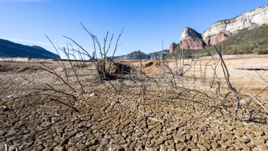 Photo of التصحر يضرب في مقتل الجهدَ العالمي لحل أزمة تغير المناخ
