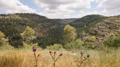 Photo of حالة الطقس: أجواء صيفية معتدلة