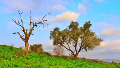 Photo of حالة الطقس: ارتفاع في درجات الحرارة