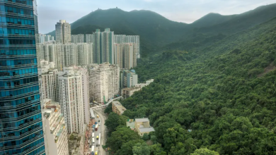 Photo of التفكير خارج الصندوق.. حزام نباتي يطوّق المدن لتقليص الحرارة