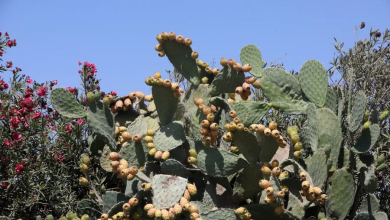 Photo of حالة الطقس: درجات الحرارة أعلى من المعدل لمثل هذا الوقت