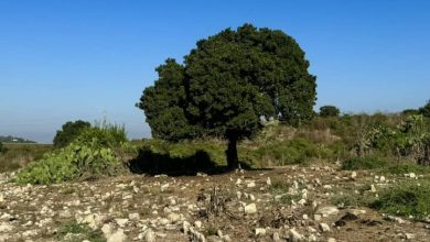 Photo of حالة الطقس: ارتفاع في درجات الحرارة