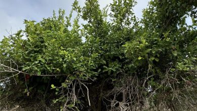 Photo of حالة الطقس: أجواء حارة