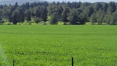 Photo of حالة الطقس: اشتداد موجة الحر