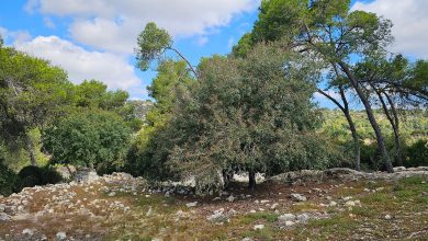 Photo of حالة الطقس: انخفاض طفيف في درجات الحرارة