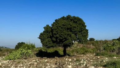 Photo of حالة الطقس: كتلة هوائية حارة