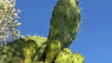 Photo of حالة الطقس: أجواء شديدة الحرارة