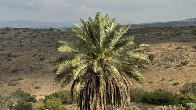Photo of حالة الطقس: أجواء شديد الحرارة نهارا