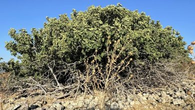 Photo of حالة الطقس: أجواء حارة رغم انخفاض الحرارة