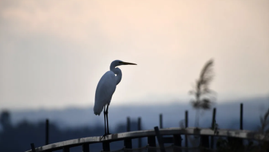 Photo of حالة الطقس: غائم جزئيا وأمطار في المساء