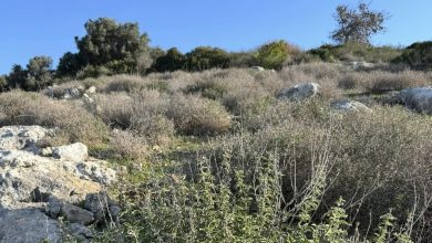 Photo of حالة الطقس: أجواء صافية وجافة