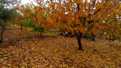 Photo of حالة الطقس: جو غائم جزئي