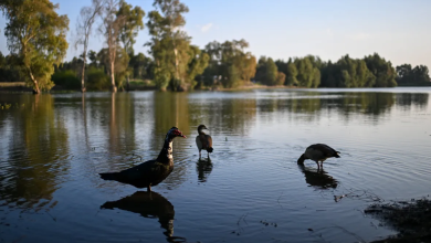 Photo of حالة الطقس: غائم جزئيا إلى غائم